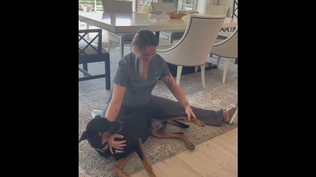 How To Stretch Your Pet's Leg After Orthopedic Surgery