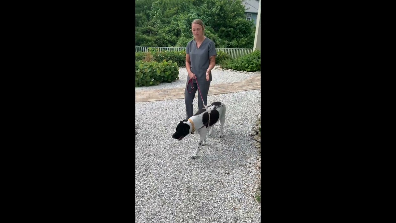 How To Walk Your Pet After Surgery