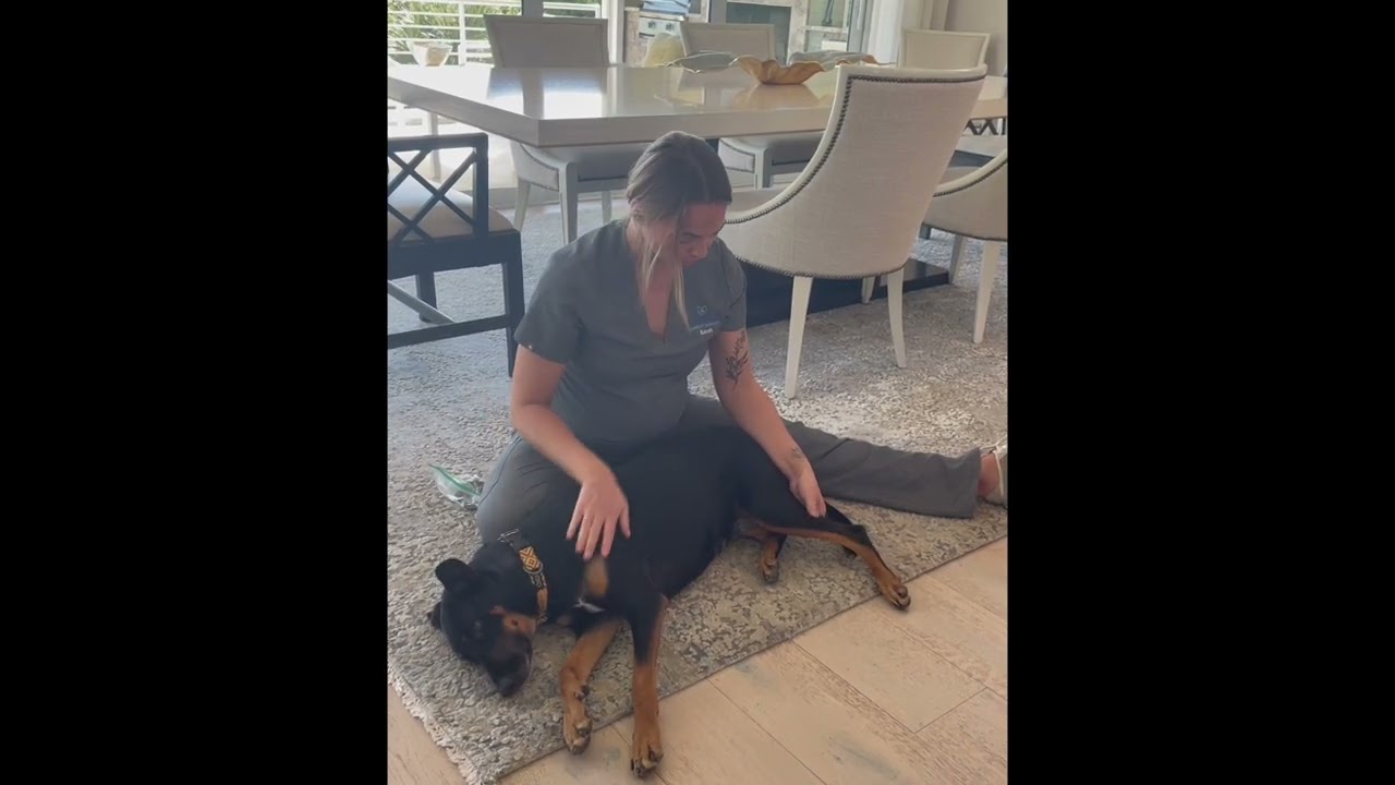 How To Massage Your Pet After Orthopedic Surgery