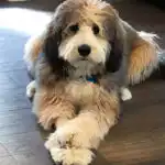 Obie