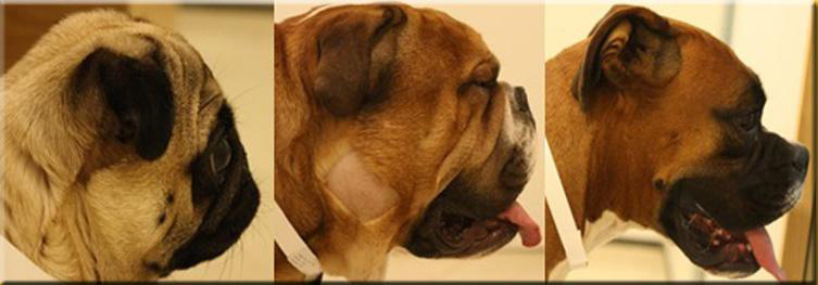 symptoms of brachycephalic syndrome