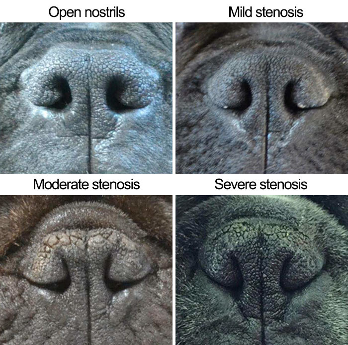 surgery for brachycephalic dogs