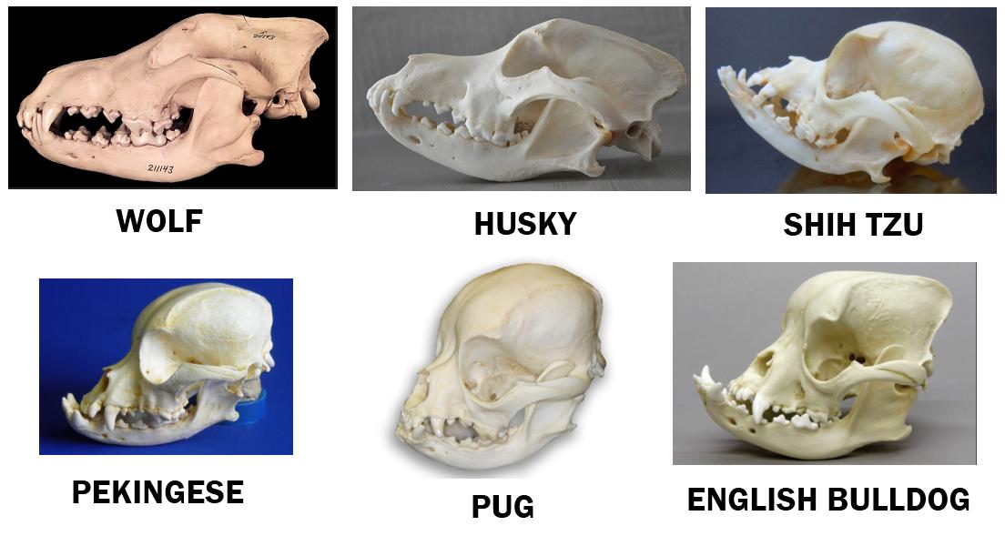 Dog Skulls