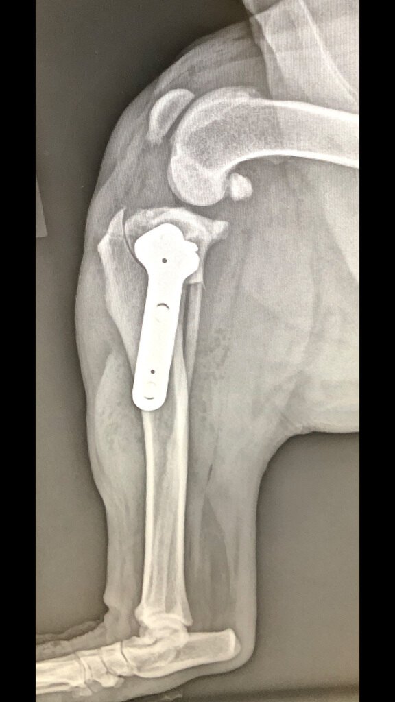 The implants that we use for TPLO surgery
