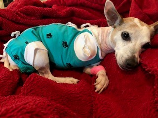 Sadie Day 1 Post Surgery