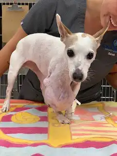 Sadie Day of Surgery