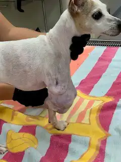Sadie Day of Surgery